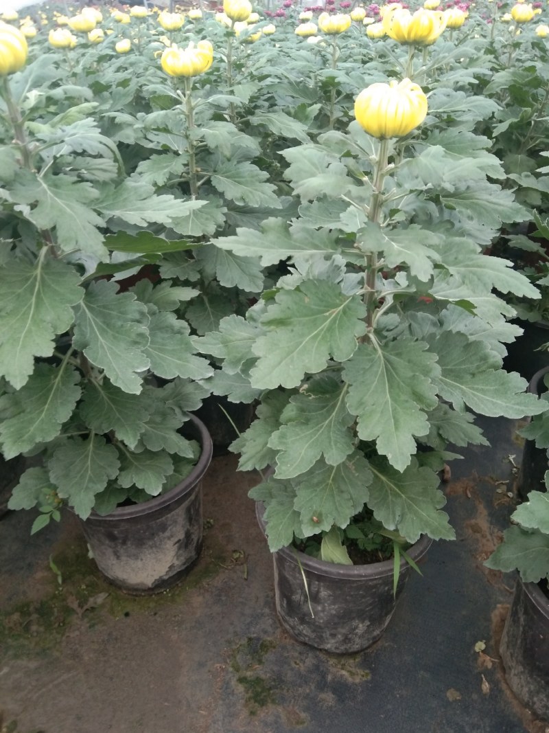 盆栽观赏精品菊花