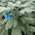 盆栽观赏精品菊花