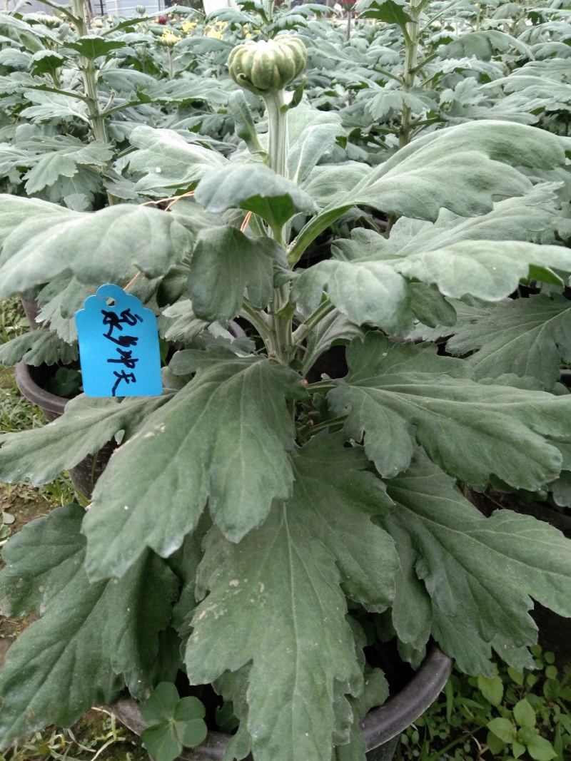 盆栽观赏精品菊花