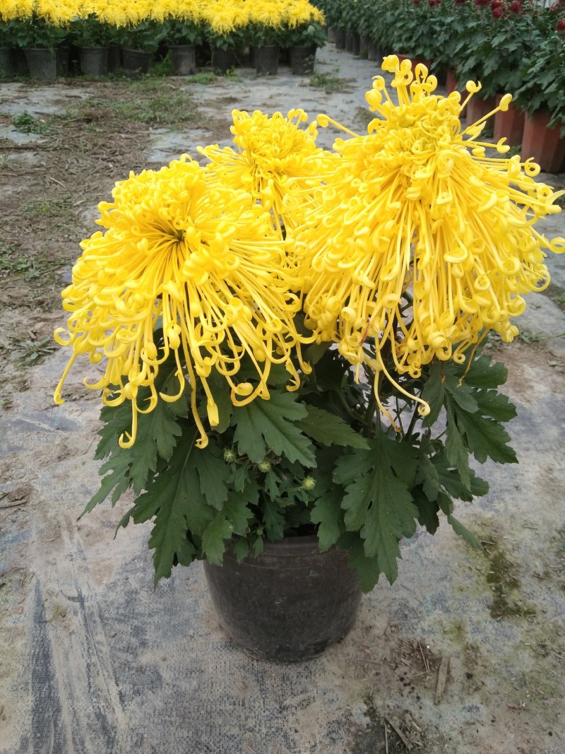 盆栽观赏精品菊花