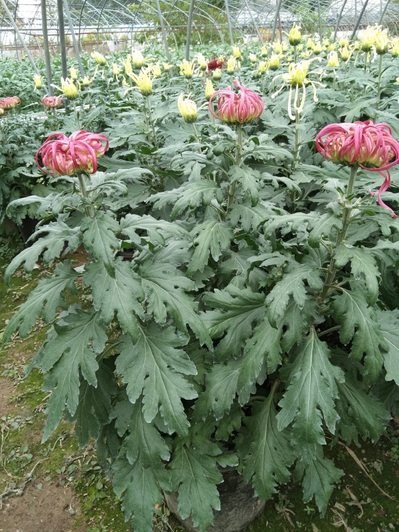盆栽观赏精品菊花