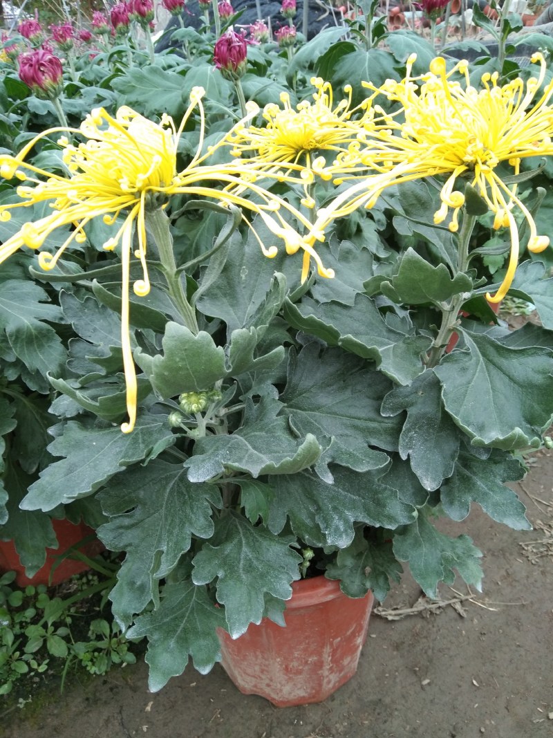 盆栽观赏精品菊花