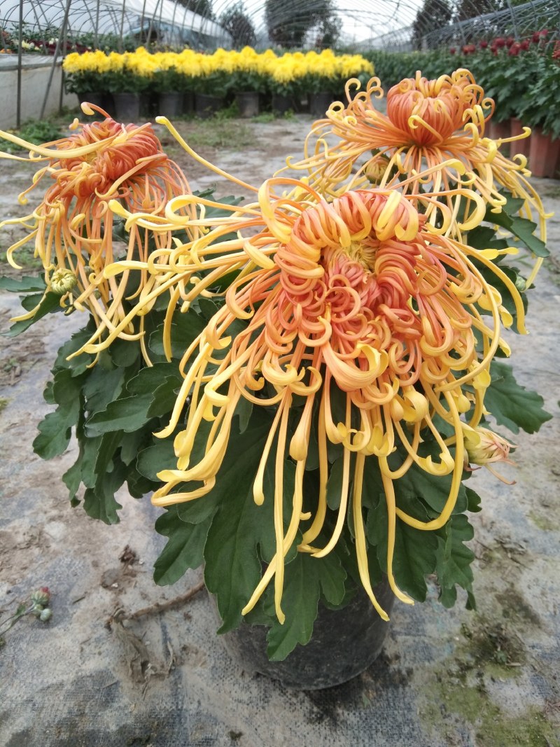 盆栽观赏精品菊花