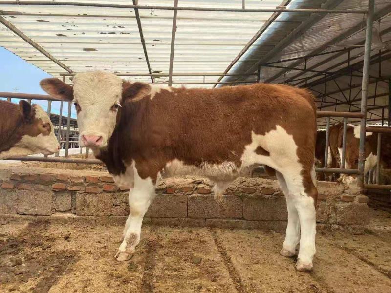 肉牛犊西门塔尔牛犊改良牛犊杂交牛犊包技术