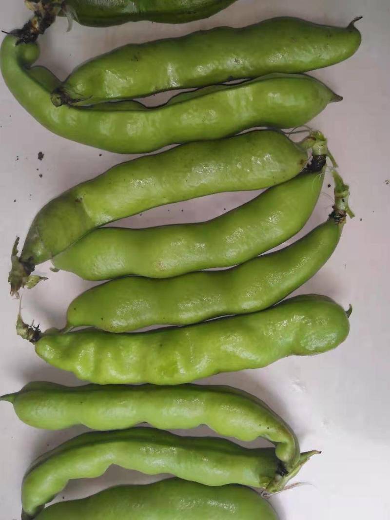 【推荐】大白皮蚕豆早大白和七星豆都有;青米白米都有