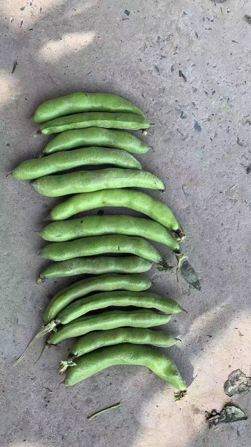 【推荐】大白皮蚕豆早大白和七星豆都有;青米白米都有
