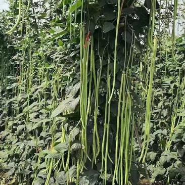 长豆角种子长豇豆种子嫩绿色翠绿色优质顺直80公分长