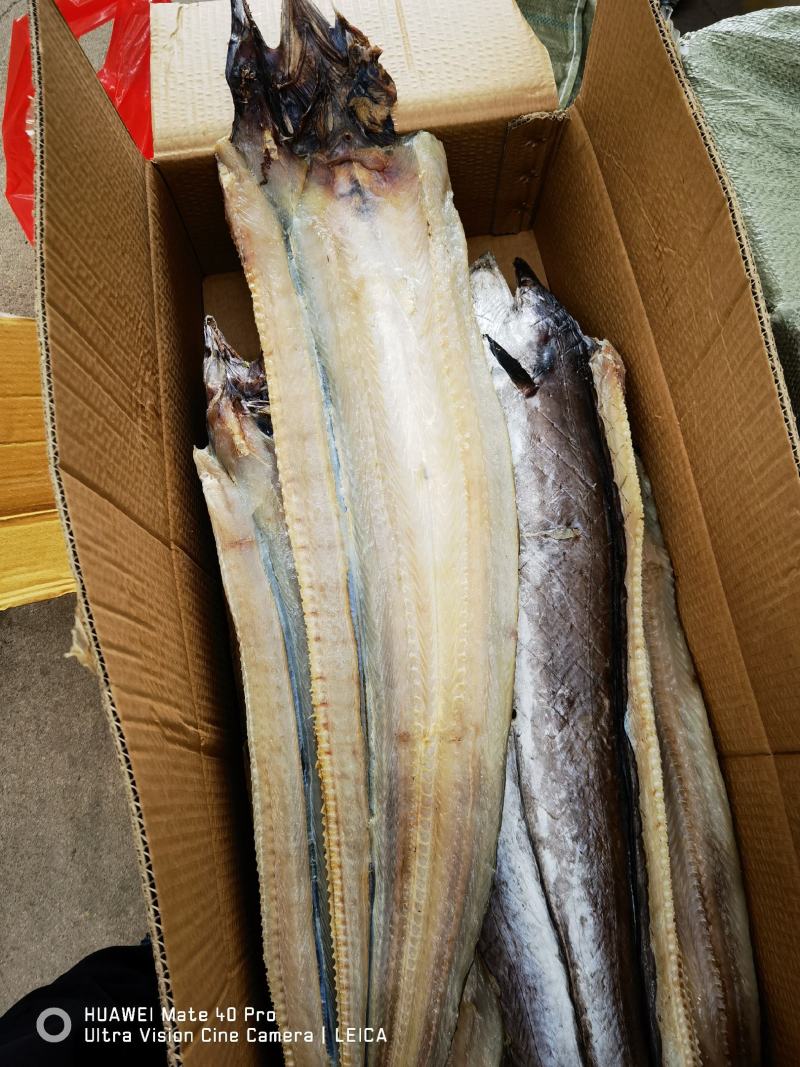 鳗鱼新货加工海鳗鱼咸鳗鱼海鱼鱼干海产品批发