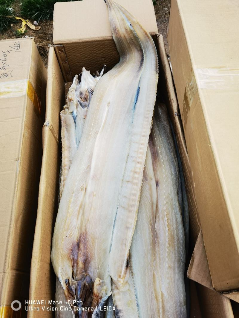 鳗鱼新货加工海鳗鱼咸鳗鱼海鱼鱼干海产品批发