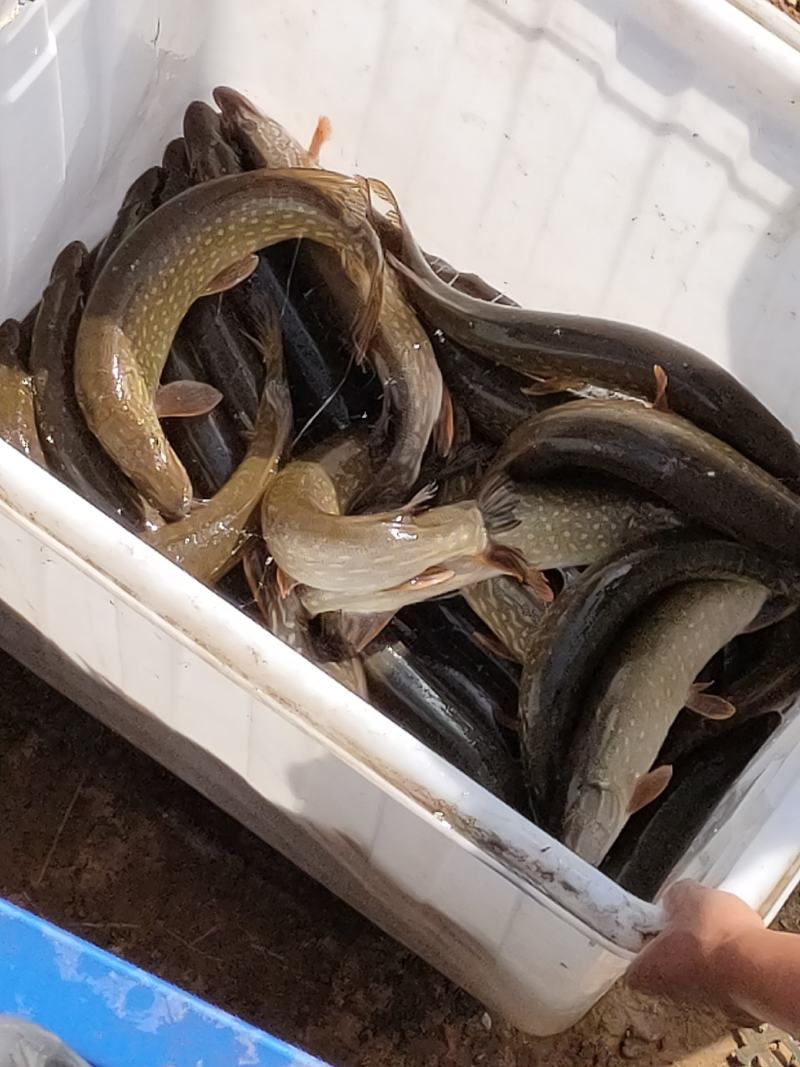 白斑狗鱼，狗鱼路亚，食用，观赏