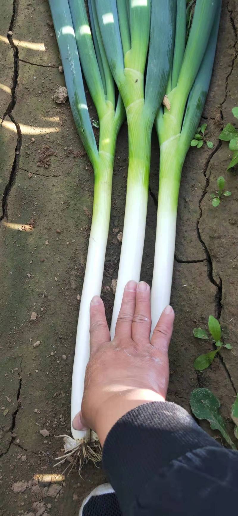 江苏启东铁杆大葱四季供应！