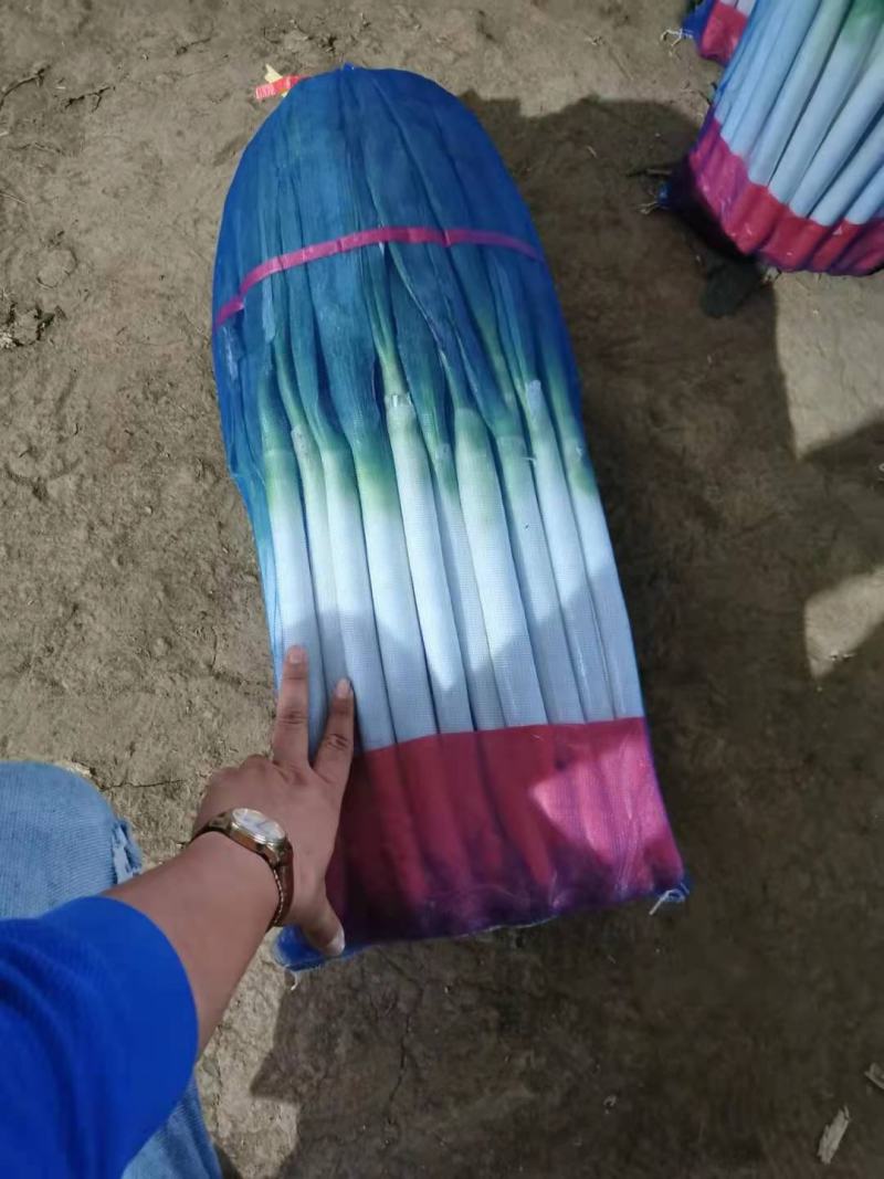 江苏启东铁杆大葱四季供应！