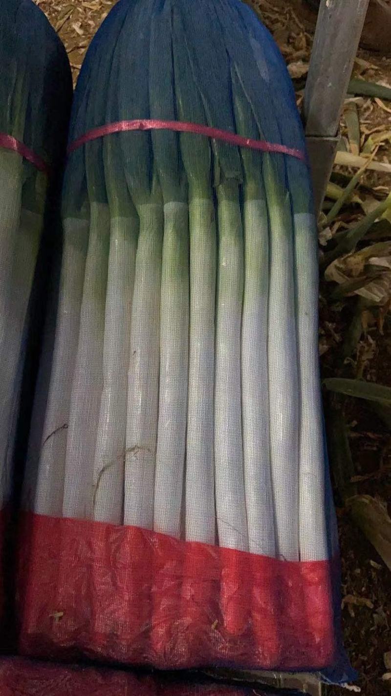 江苏启东铁杆大葱四季供应！
