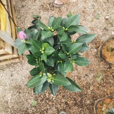 夏日系列七星茶花四季开花大红株型漂亮
