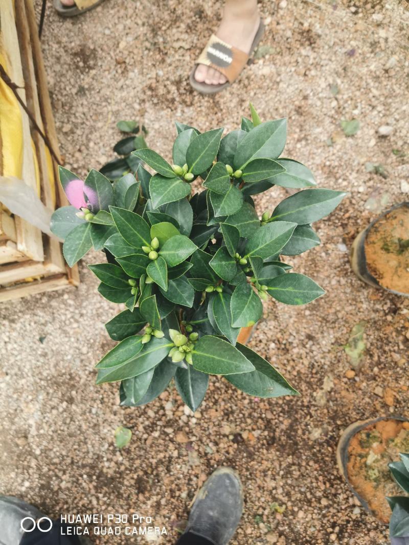 夏日系列七星茶花四季开花大红株型漂亮
