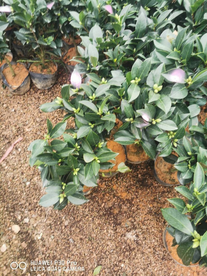 夏日系列七星茶花四季开花大红株型漂亮