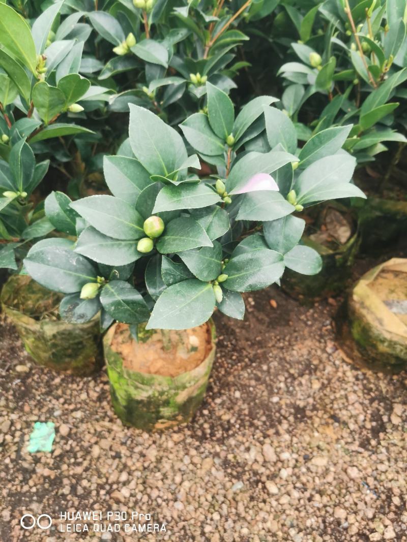 夏日系列七星茶花四季开花大红株型漂亮