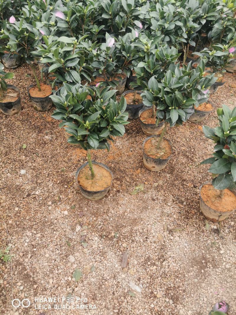 夏日系列七星茶花四季开花大红株型漂亮