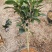 夏日系列七星茶花四季开花大红株型漂亮