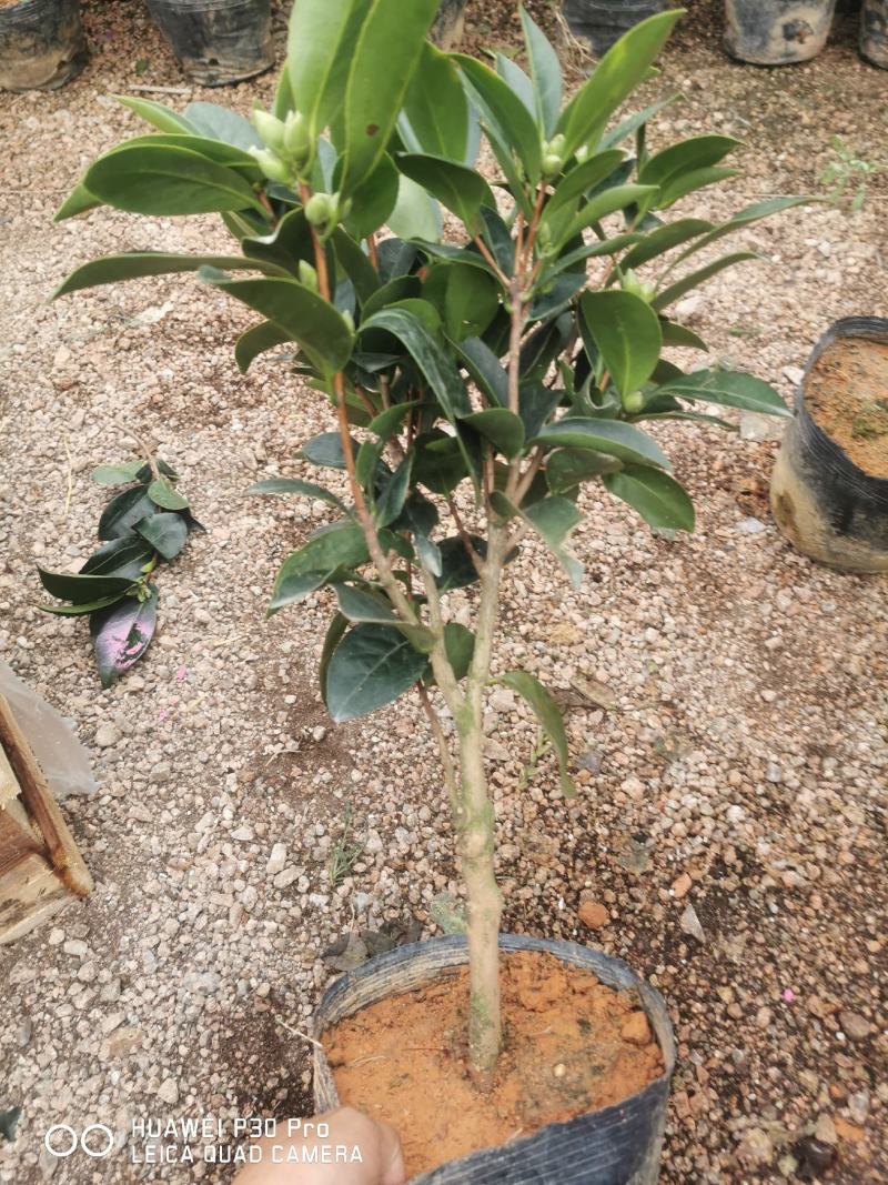 夏日系列七星茶花四季开花大红株型漂亮