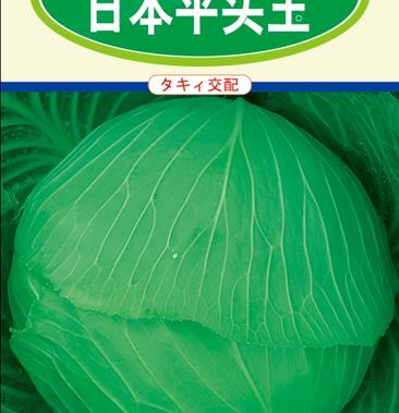 日本进口耐热甘蓝种子 高抗病 抗黑腐 欢迎咨询