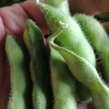 沈鲜毛豆大量上市，米粒饱满，可视瓶看货，须要联系，