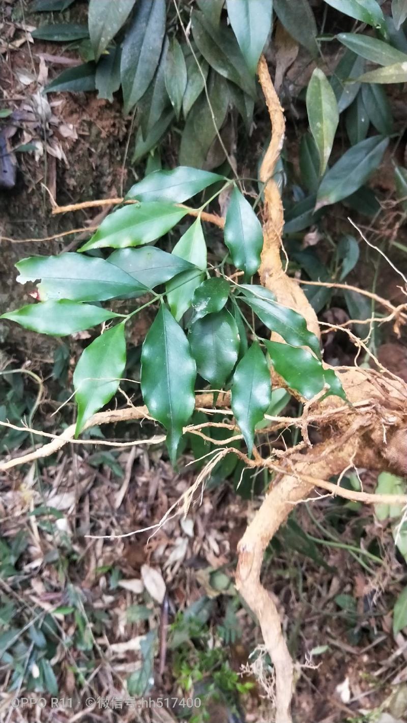 野生黄皮山杜仲丶单位斤
