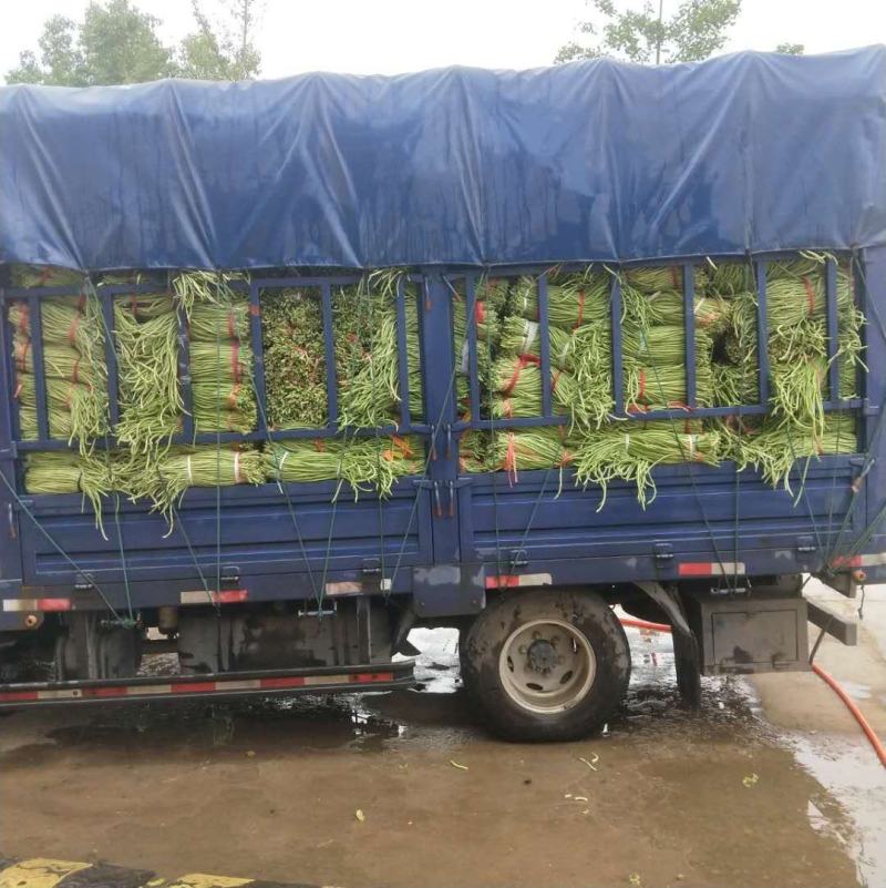 精品长豆角豇豆绿直长徐州新沂产地蔬菜上市中
