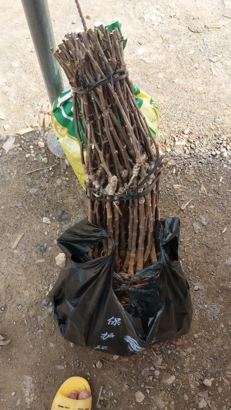 台湾大青枣果树苗嫁接苗南方种植盆栽地栽水果蜜丝青枣苗当年