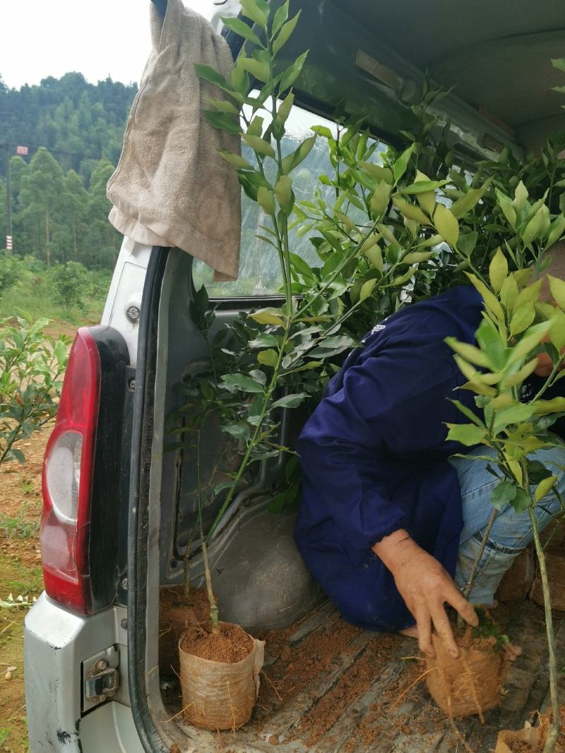 融安县正宗脆蜜金桔苗（杯苗）