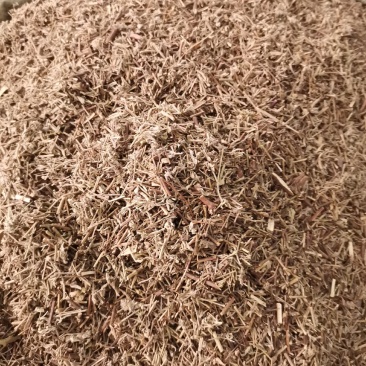 江西广西香薷草无杂净货量大从优欢迎选购