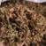 伸筋草无杂净货量大从优欢迎选购