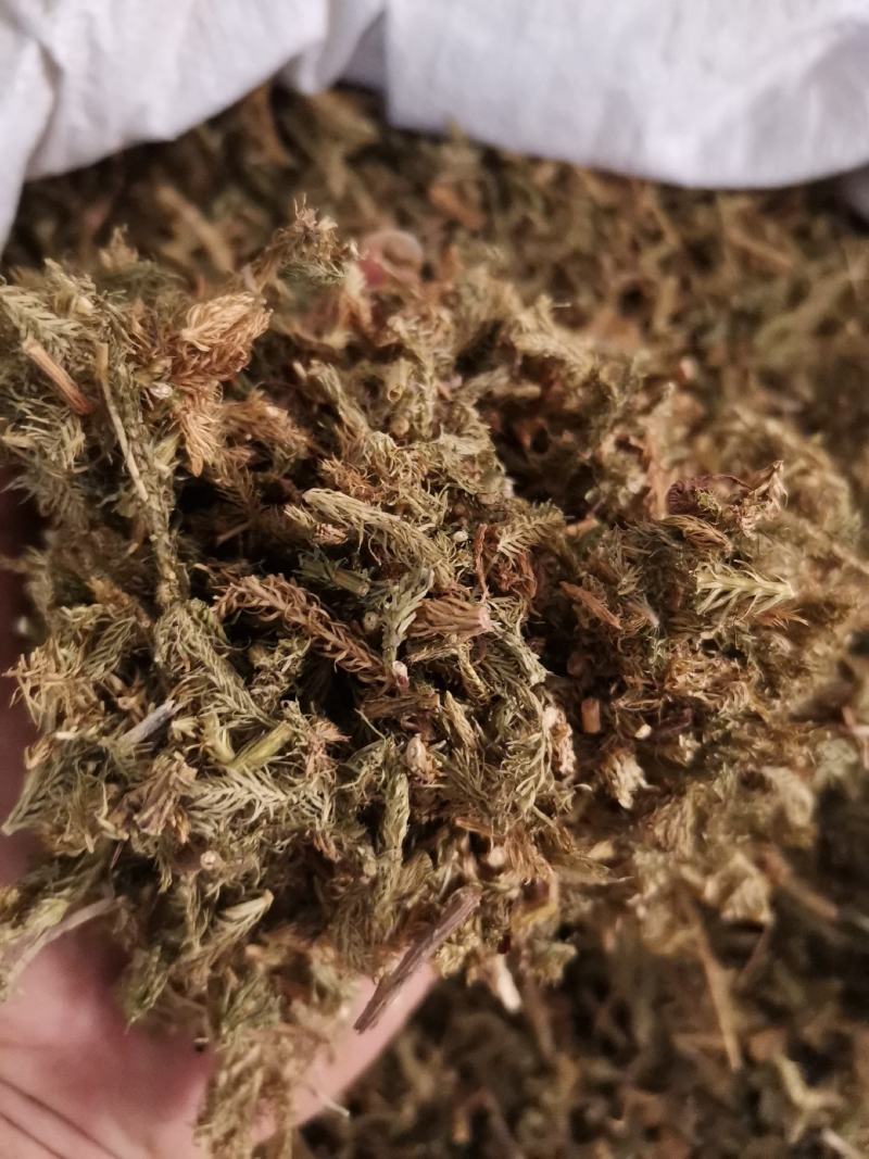 伸筋草无杂净货量大从优欢迎选购