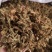 伸筋草无杂净货量大从优欢迎选购