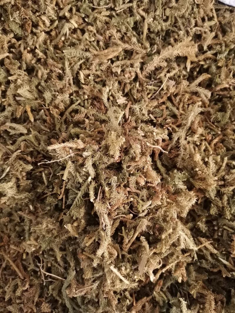伸筋草无杂净货量大从优欢迎选购