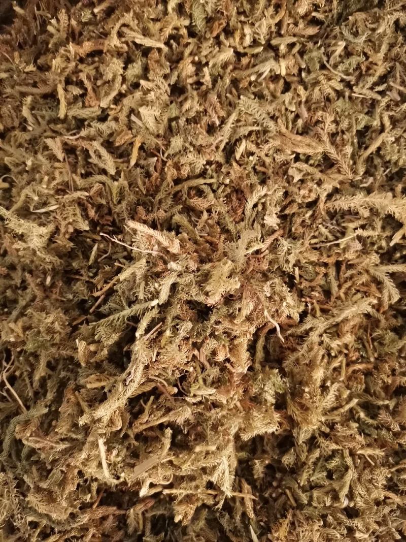 伸筋草无杂净货量大从优欢迎选购
