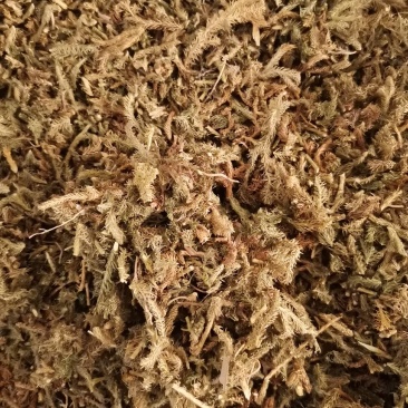 伸筋草无杂净货量大从优欢迎选购
