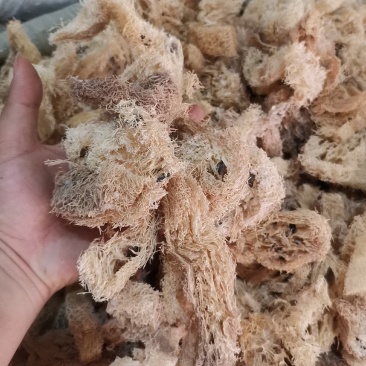 优质江西丝瓜络无杂净货量大从优欢迎选购