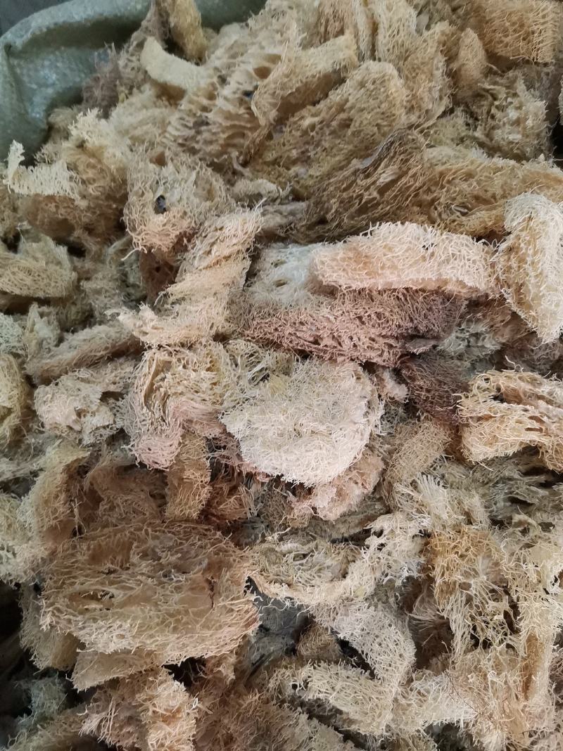 优质江西丝瓜络无杂净货量大从优欢迎选购