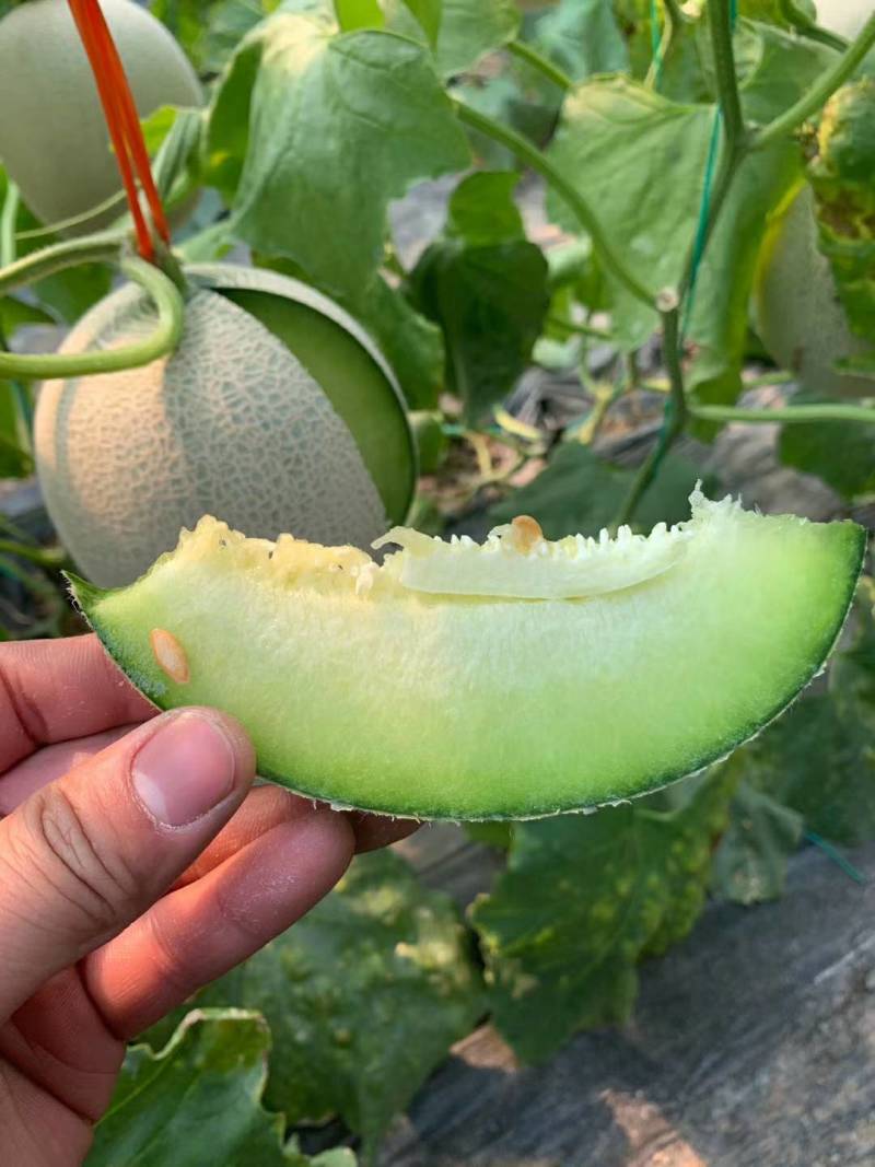海阳鲁厚甜网纹瓜