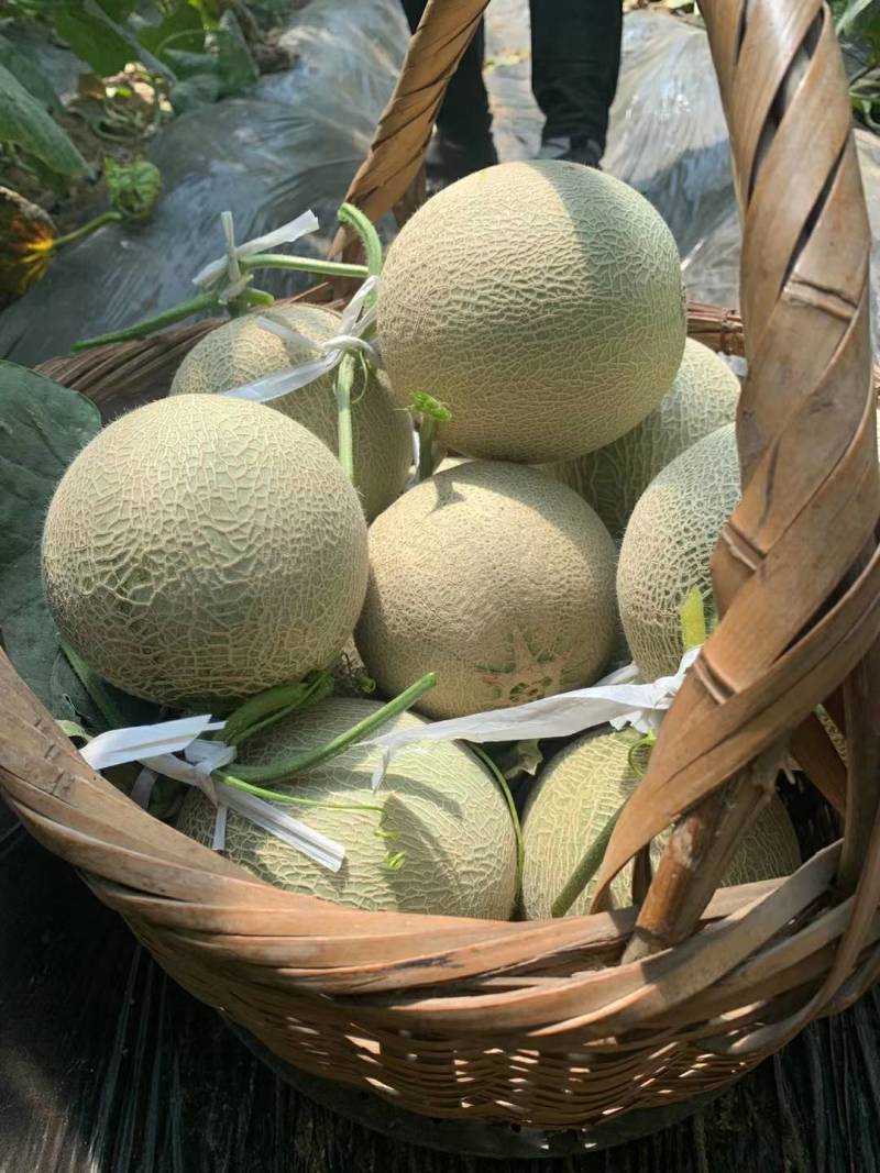 海阳鲁厚甜网纹瓜