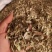 优质新疆罗布麻叶无杂净货量大从优欢迎惠顾