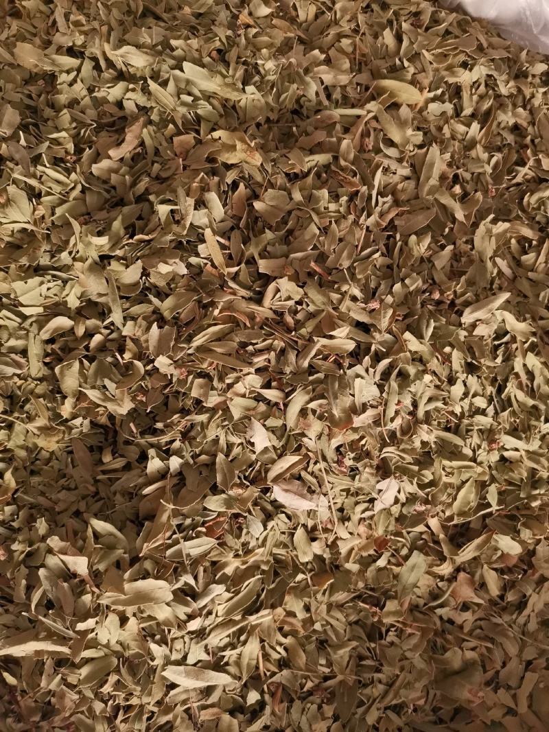 优质新疆罗布麻叶无杂净货量大从优欢迎惠顾