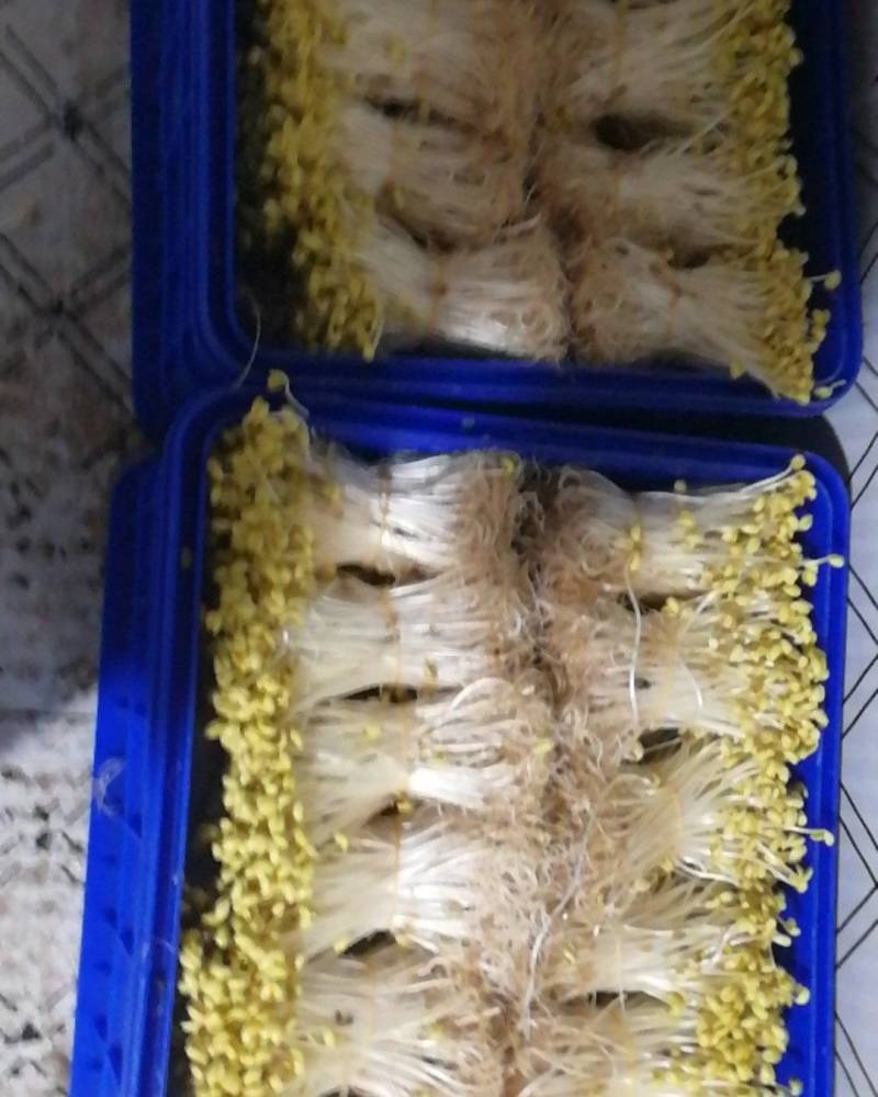 零添加有机豆芽，全程只有水和豆种，不添加任何添加剂。