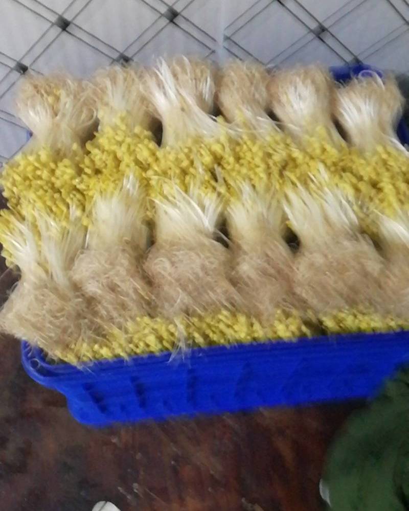 零添加有机豆芽，全程只有水和豆种，不添加任何添加剂。