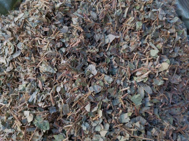 优质广西小叶广金钱草量大从优无杂净货欢迎选购