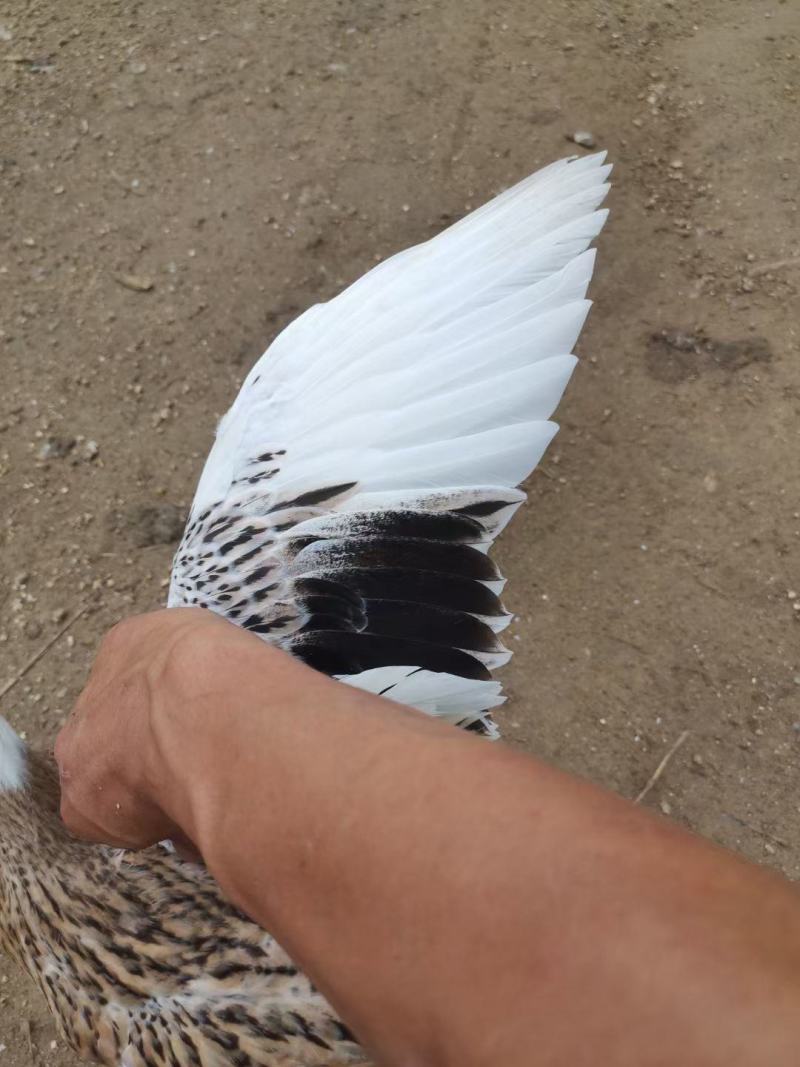 白羽青稞青年蛋鸭