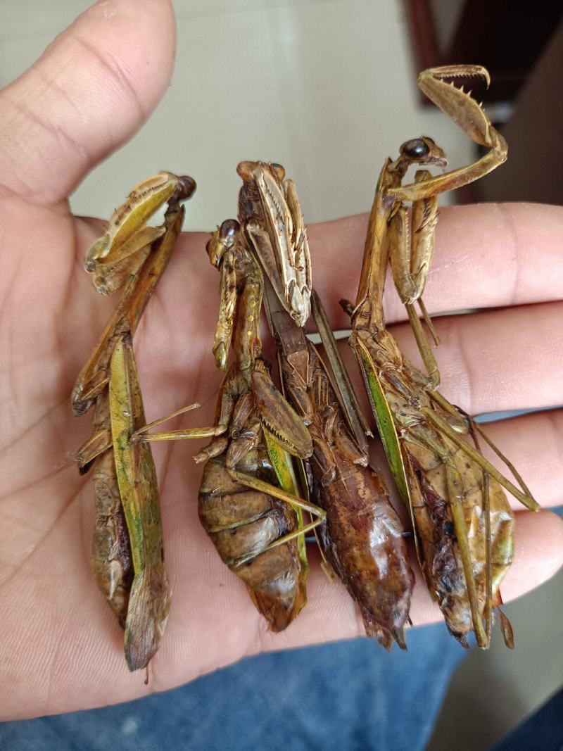 中药材螳螂干刀螂干品昆虫类保质保量品种齐全包邮
