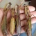 中药材螳螂干刀螂干品昆虫类保质保量品种齐全包邮