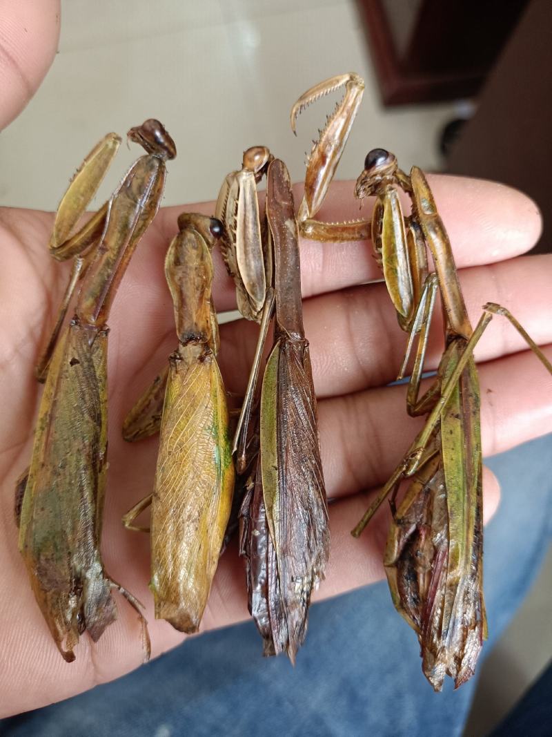 中药材螳螂干刀螂干品昆虫类保质保量品种齐全包邮